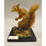 A stuffed and mounted Red Squirrel holding a nut raised on a square black base,