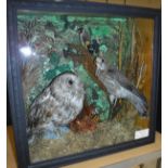 A stuffed and mounted Tawny Owl,