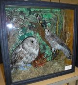 A stuffed and mounted Tawny Owl,