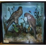 A stuffed and mounted Albino Sparrowhawk with a stuffed and mounted Kestrel,