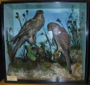 A stuffed and mounted Albino Sparrowhawk with a stuffed and mounted Kestrel,