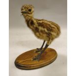 A stuffed and mounted Emu chick by John Burton, on an oval oak stand,