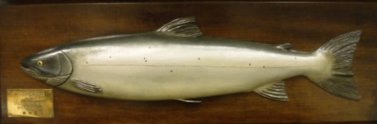 A cast of a Trout, mounted on a rectangular wooden plaque,