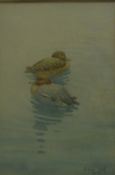 ANDREW STOCK - five watercolours of various ducks, signed and dated "Dec' 82" lower right,