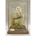 A stuffed and mounted Barn Owl with low open wings seated on a branch in a naturalistic setting,