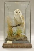 A stuffed and mounted Barn Owl with low open wings seated on a branch in a naturalistic setting,