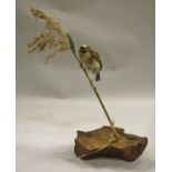 A stuffed and mounted Firecrest perched on a stalk and raised on a wooden base - taxidermy