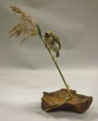 A stuffed and mounted Firecrest perched on a stalk and raised on a wooden base - taxidermy