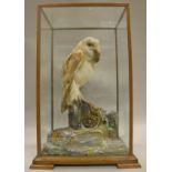 A stuffed and mounted modern Barn Owl with prey in a naturalistc rocky outcrop setting,