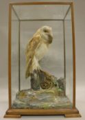 A stuffed and mounted modern Barn Owl with prey in a naturalistc rocky outcrop setting,