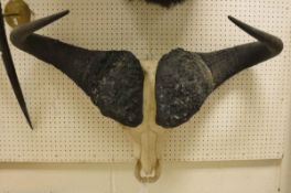 A Water Buffalo skull and horns - taxidermy