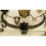 A large pair of Water Buffalo horns, raised on an oak shield mount,