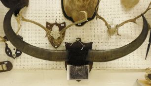 A large pair of Water Buffalo horns, raised on an oak shield mount,