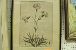 I EDWARDS "Dianthus Floralus Solitarus", a botanical study, hand-coloured engraving, plate 24,