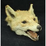A fox mask cigarette box by Roland Ward