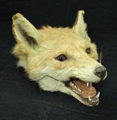 A fox mask cigarette box by Roland Ward