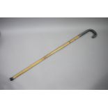 A sword stick with cane body and blue leather bound handle,