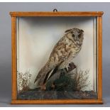 TAXIDERMY: TUFTED OWL, in naturalistic setting and glazed case, 41cm wide x 16cm deep x 40.