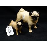 Two Beswick Model Pugs, Models 1997 And 1998 Both Gloss Finish