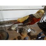 A Taxidermy Golden Pheasant, Together With A Group Of Finch & Robin