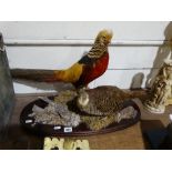 A Taxidermy Group Of Golden Pheasant