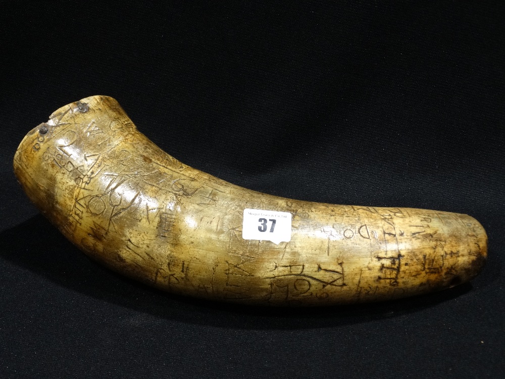 An 18th Century Agricultural Grit Horn With Extensive Primitive Carved Graffiti, Length 13"