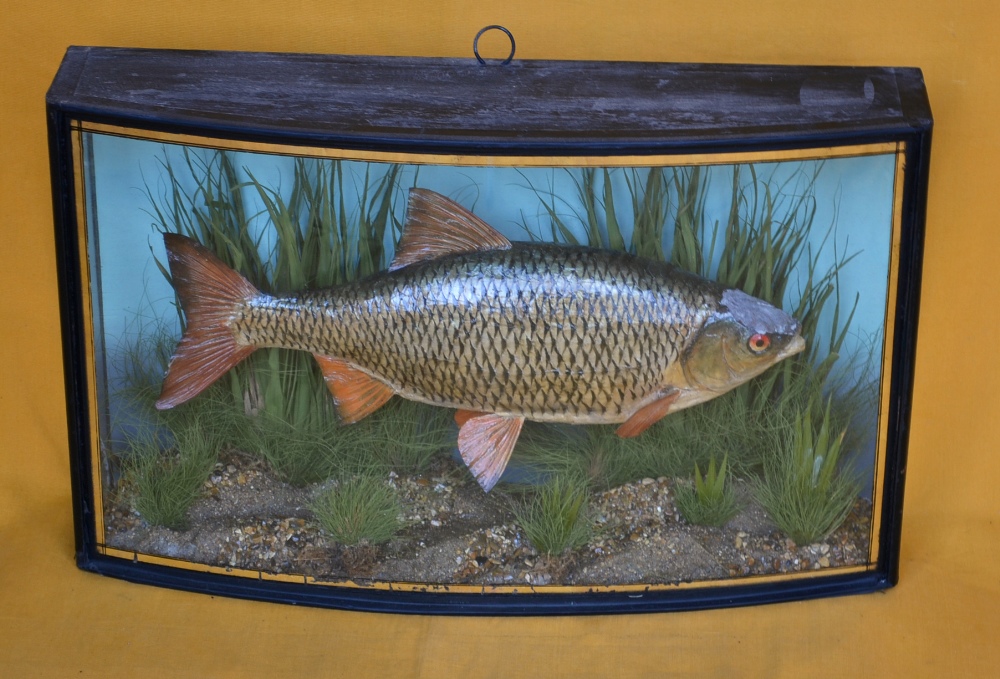 J Cooper & Sons preserved Roach in bow front glass case: white plaque to the top right hand corner