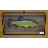 Preserve Tench in a flat glass case : with white plaque inscribed "Tench 3lbs caught by Maurice
