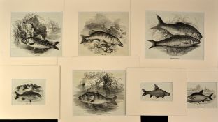 Collection of various fish lithograph extracts (7): all in plain white mounts to incl Pike; Dace and