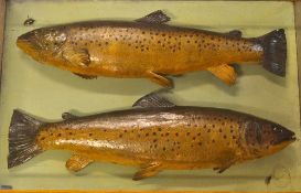 MacLeay Inverness preserved pair of trout: mounted on a green back board, both with the actual fly -