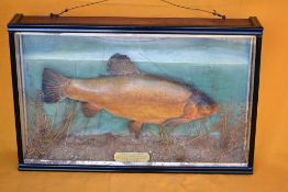 Scarce Geo. Bazeley Northampton preserved Tench - gilt plaque to the centre inscribed "Tench 6