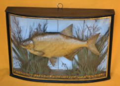 1874 preserved Bream in bow fronted glass case: inscribed in gilt Taken by Mr C Bates at Walthamstow