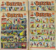 British Comics - Quantity of Large Format 'The Beezer' 1956/57 flat some with frayed edges,