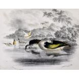 India - Pigeons and Ducks 1828-1829 Lithographs - by Christopher Webb Smith & Charles D'Oyly, from