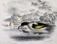 India - Pigeons and Ducks 1828-1829 Lithographs - by Christopher Webb Smith & Charles D'Oyly, from