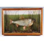 Eggington Cased Fish: preserved Roach in flat glass case with hand-painted back board with