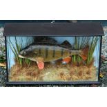 J E Shelbourne Cased Fish: preserved Perch in glass flat front case - fully reeded on gravel and