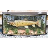 W.F Homer cased fish: Fine preserved Trout in glass bow front case-gilt lined and inscribed "Trout-