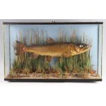 Preserved Brown Trout: mounted on the original pale blue board, fully reeded on gravel base - now