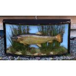 J Cooper & Son Cased Fish: preserved Trout in glass bow front gilt lined case - fully reeded over