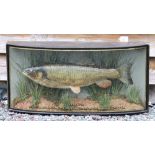 W.F Homer cased fish: Fine preserved Chub in glass bow front case-gilt lined and inscribed "Chub 5½