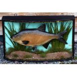 J Cooper & Son Cased Fish: preserved Bream in glass bow front gilt lined case - with reeded