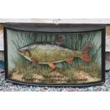 W.F Homer cased fish: Fine preserved Roach in glass bow front case-gilt lined and inscribed "Roach