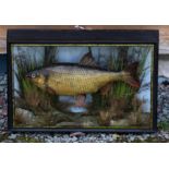 J Cooper & Son Cased Fish: preserved Roach in glass flat front gilt lined case - fully reeded on