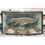 W.F Homer cased fish: Fine preserved Tench in glass bow front case - gilt lined and inscribed "Tench