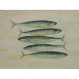 HILARY ORPEN 20th CENTURY Five Mackerel Oil on panel 17.5 x 23.5inches (44.