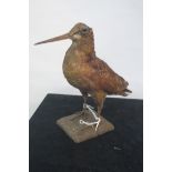 A TAXIDERMY MODEL OF A WOODCOCK,