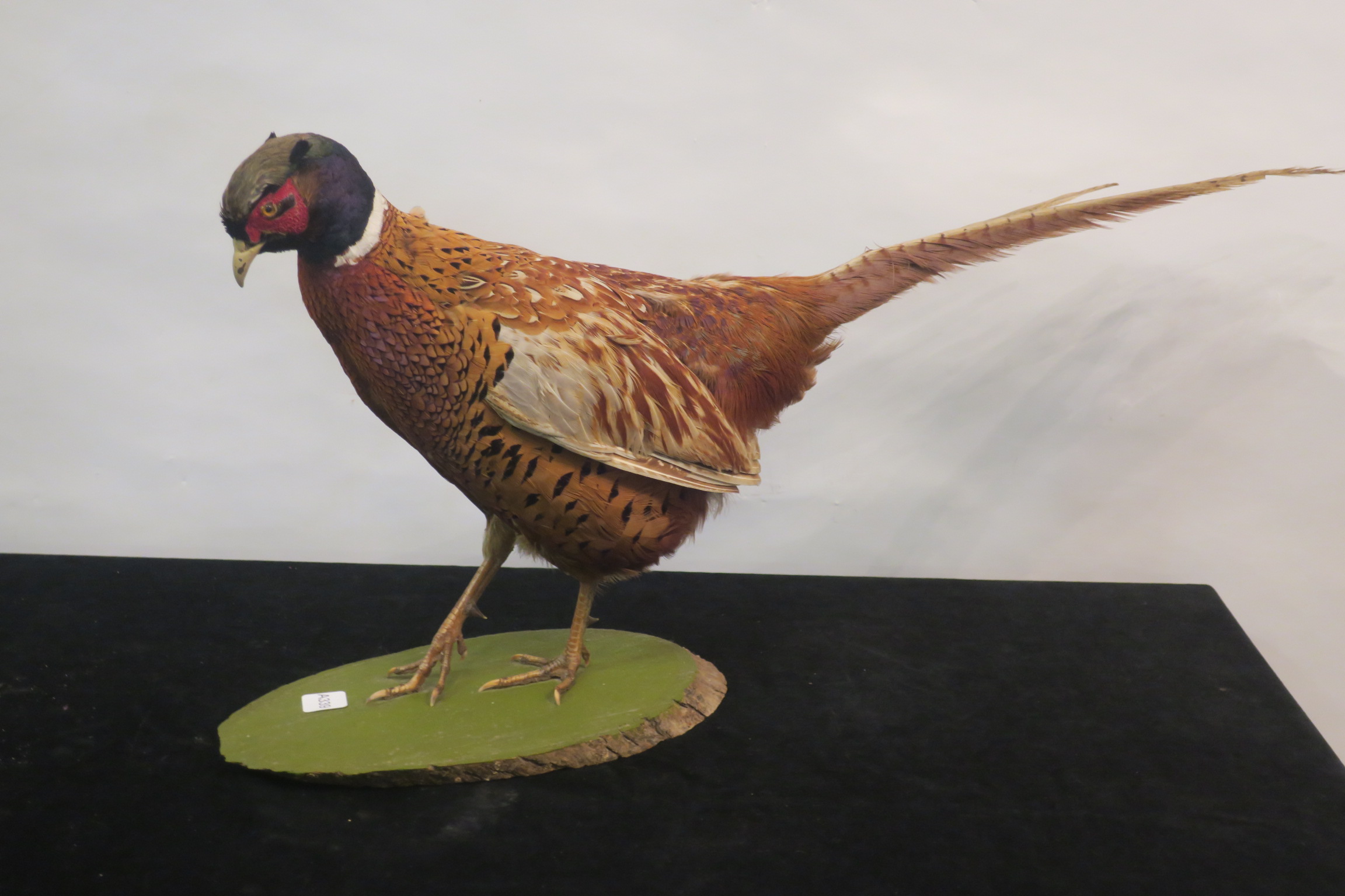 A TAXIDERMY MODEL OF A COCK PHEASANT,