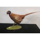 A TAXIDERMY MODEL OF A COCK PHEASANT,