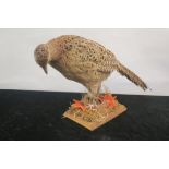 A TAXIDERMY MODEL OF A HEN PHEASANT,